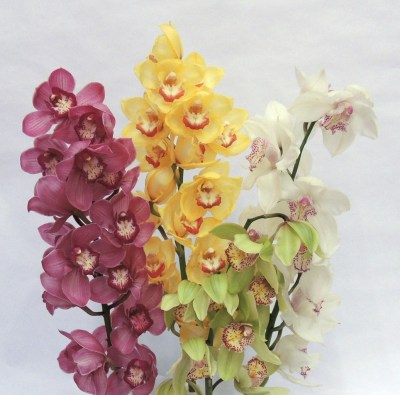 cymbidium_detalle